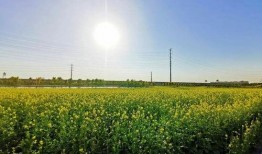 爆料半亩花田视频下载安装,视频下载安装教程大公开