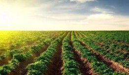 爆料半亩花田视频下载安装,视频下载安装教程大公开