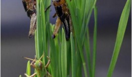 在线观看蚂蚱,一场别开生面的视觉盛宴
