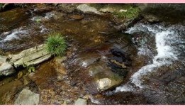 泉水在线观看,探寻自然之美，感受诗意流淌