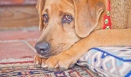 大狗最新爆料图片大全高清,高清图片大全惊艳亮相