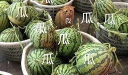 现在娱乐吃瓜,揭秘明星幕后故事