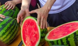 吃瓜 免费,吃瓜群众免费畅享的娱乐盛宴