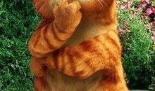 加菲猫二在线观看,欢乐再续，萌宠冒险新篇章