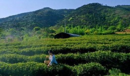 爆料初冬采茶视频,揭秘神秘采茶瞬间