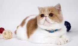 加菲猫二在线观看,欢乐再续，萌宠冒险新篇章