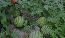 青禾男高在线观看西瓜,热血青春校园激战再现！